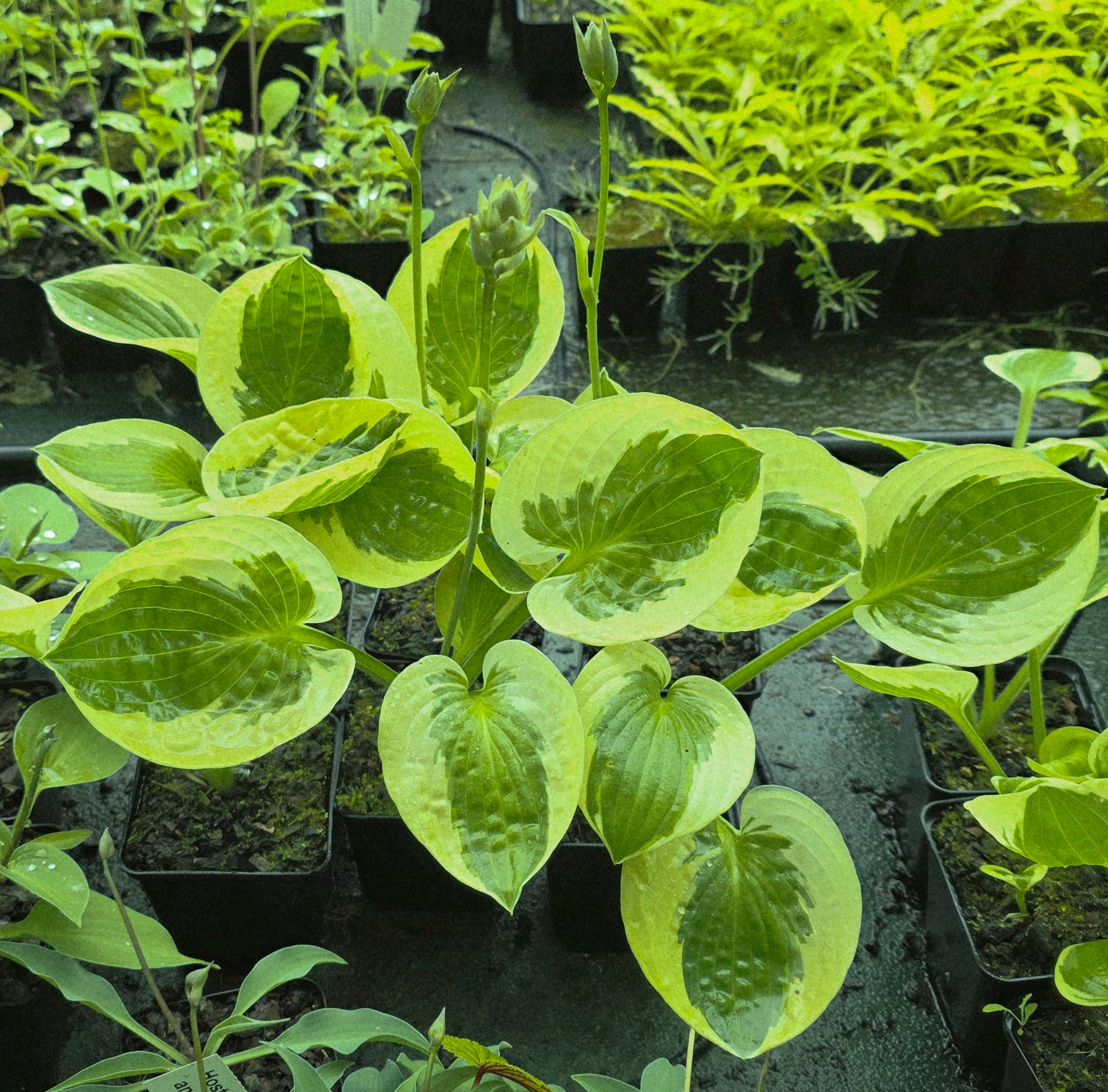 Hosta 'Cherub'