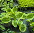 Hosta 'Cherub'