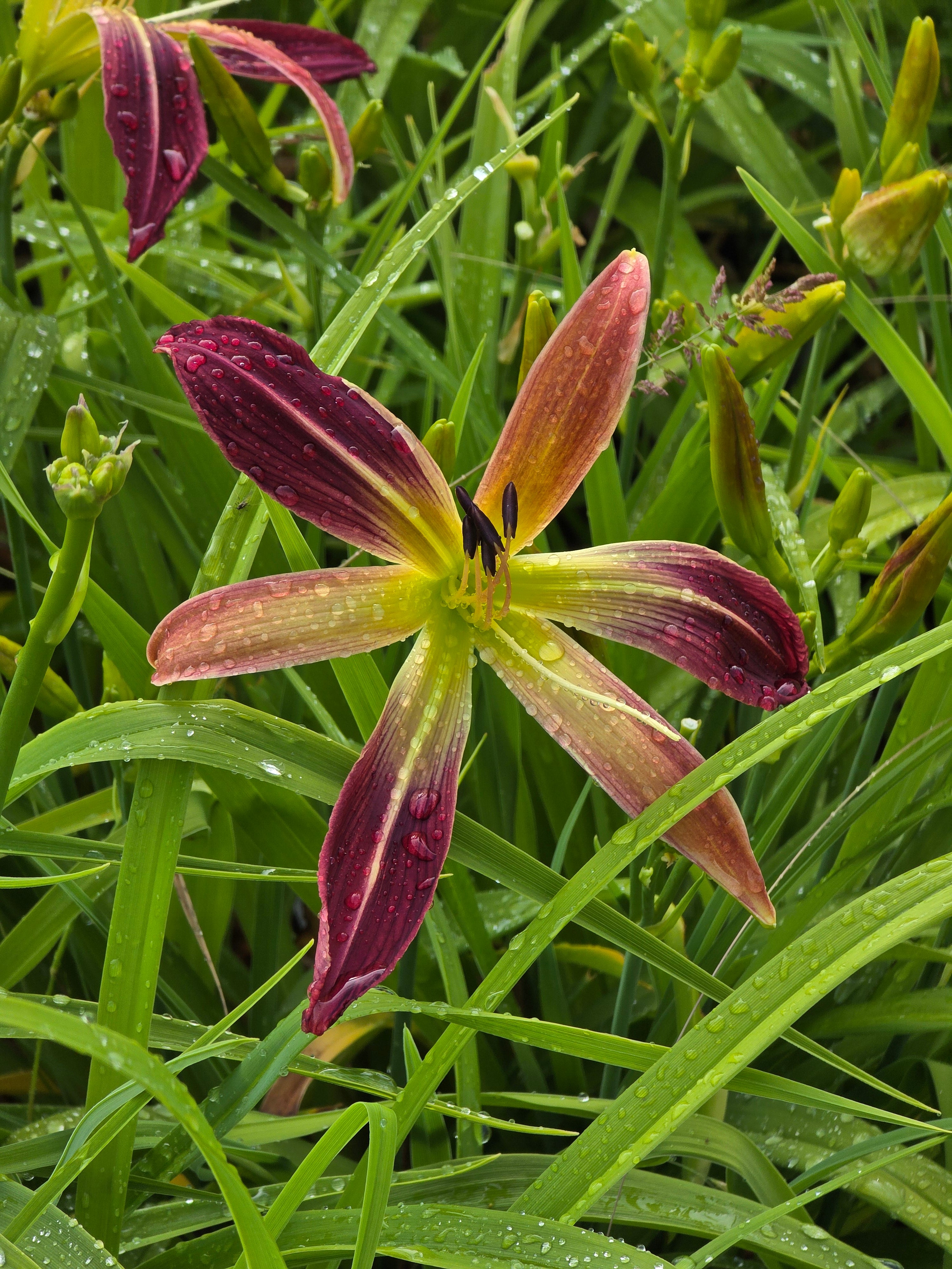 Hemerocallis 'Roger Grounds'
