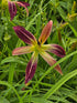 Hemerocallis 'Roger Grounds'