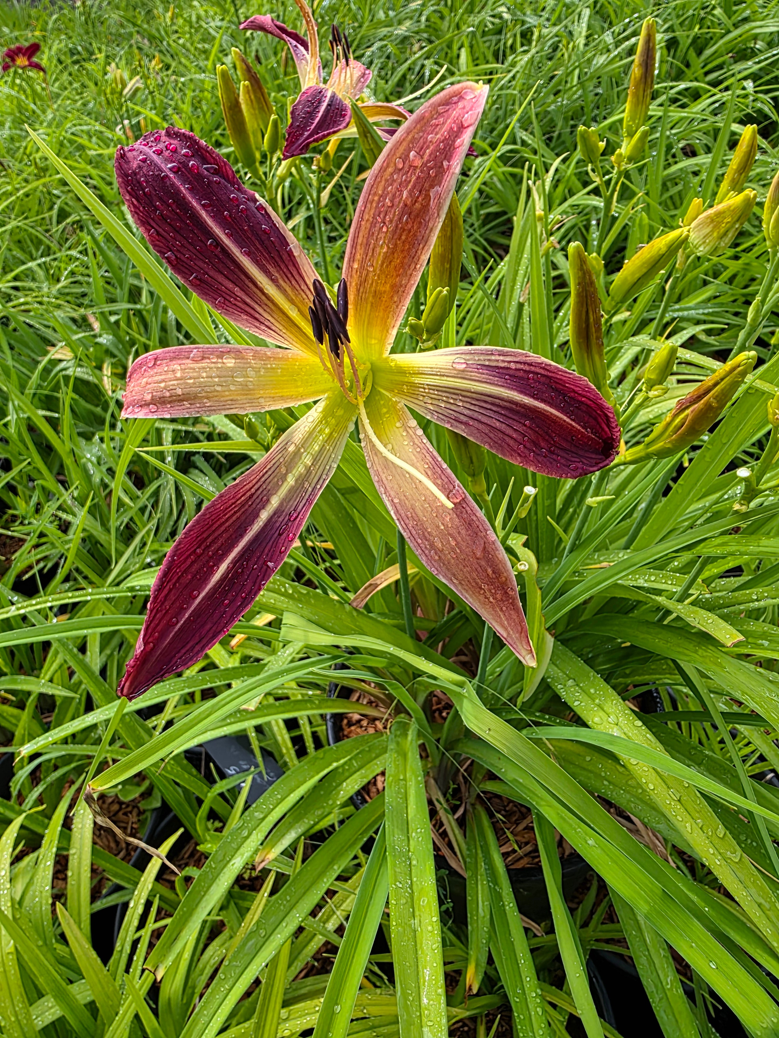 Hemerocallis 'Roger Grounds'