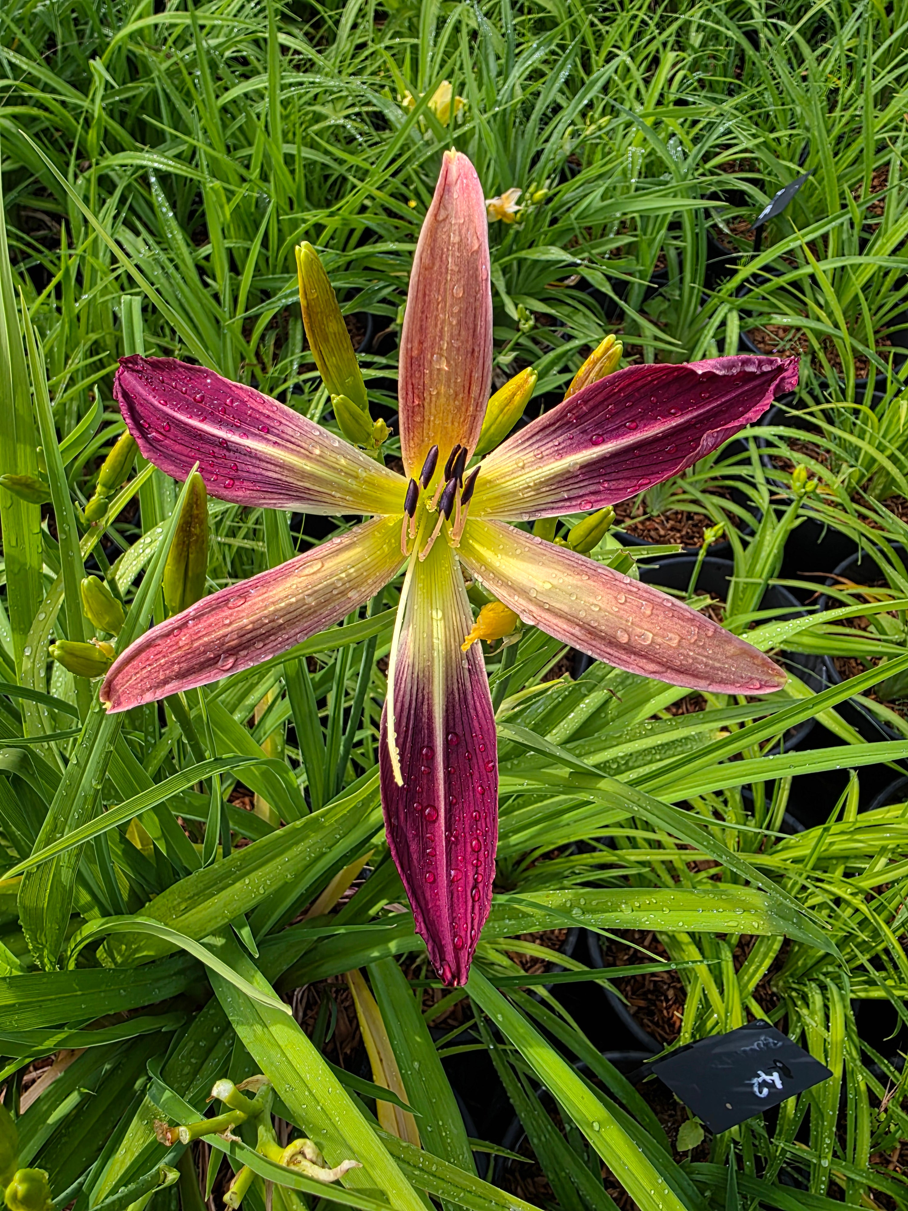Hemerocallis 'Roger Grounds'