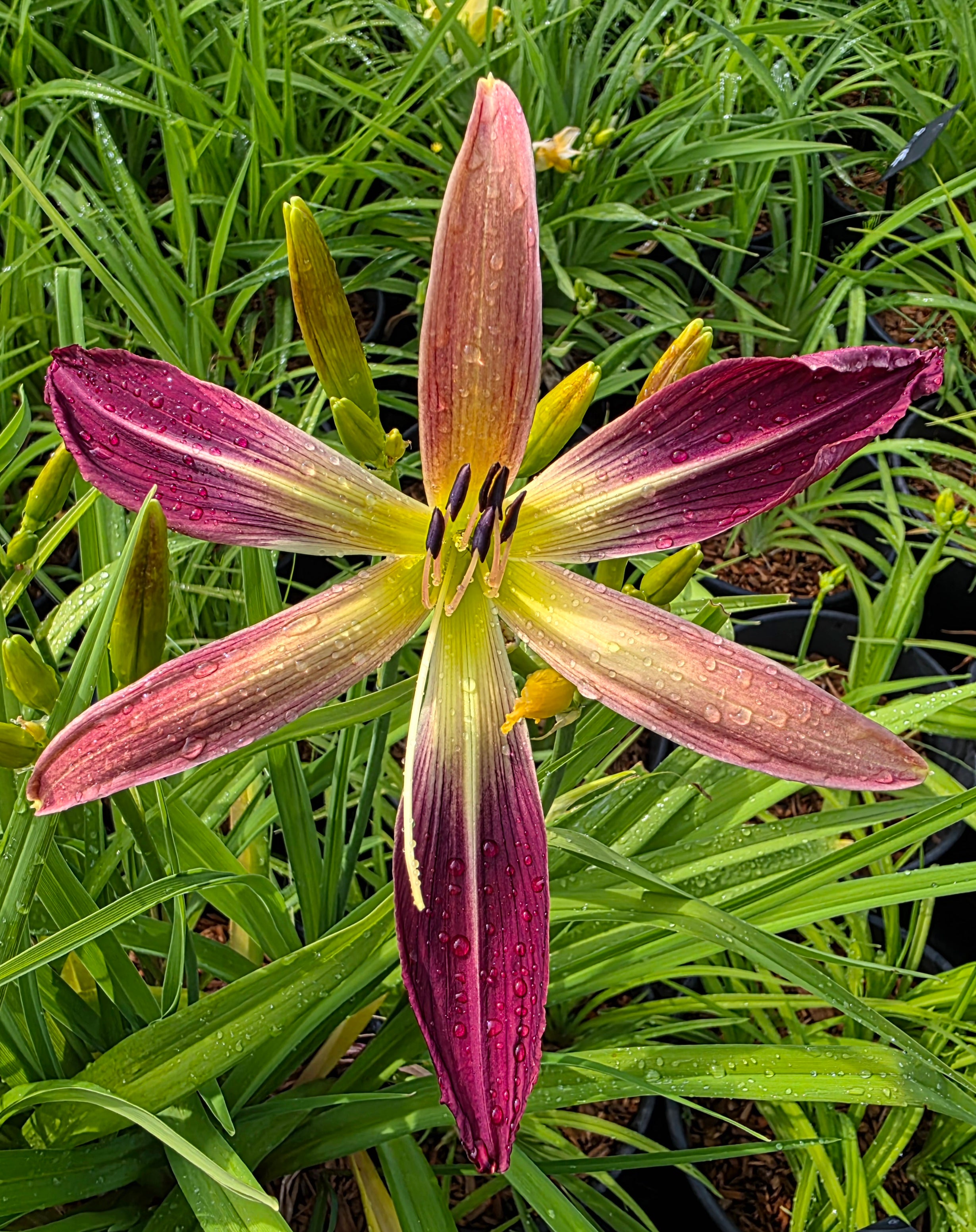 Hemerocallis 'Roger Grounds'