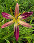 Hemerocallis 'Roger Grounds'