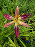 Hemerocallis 'Roger Grounds'
