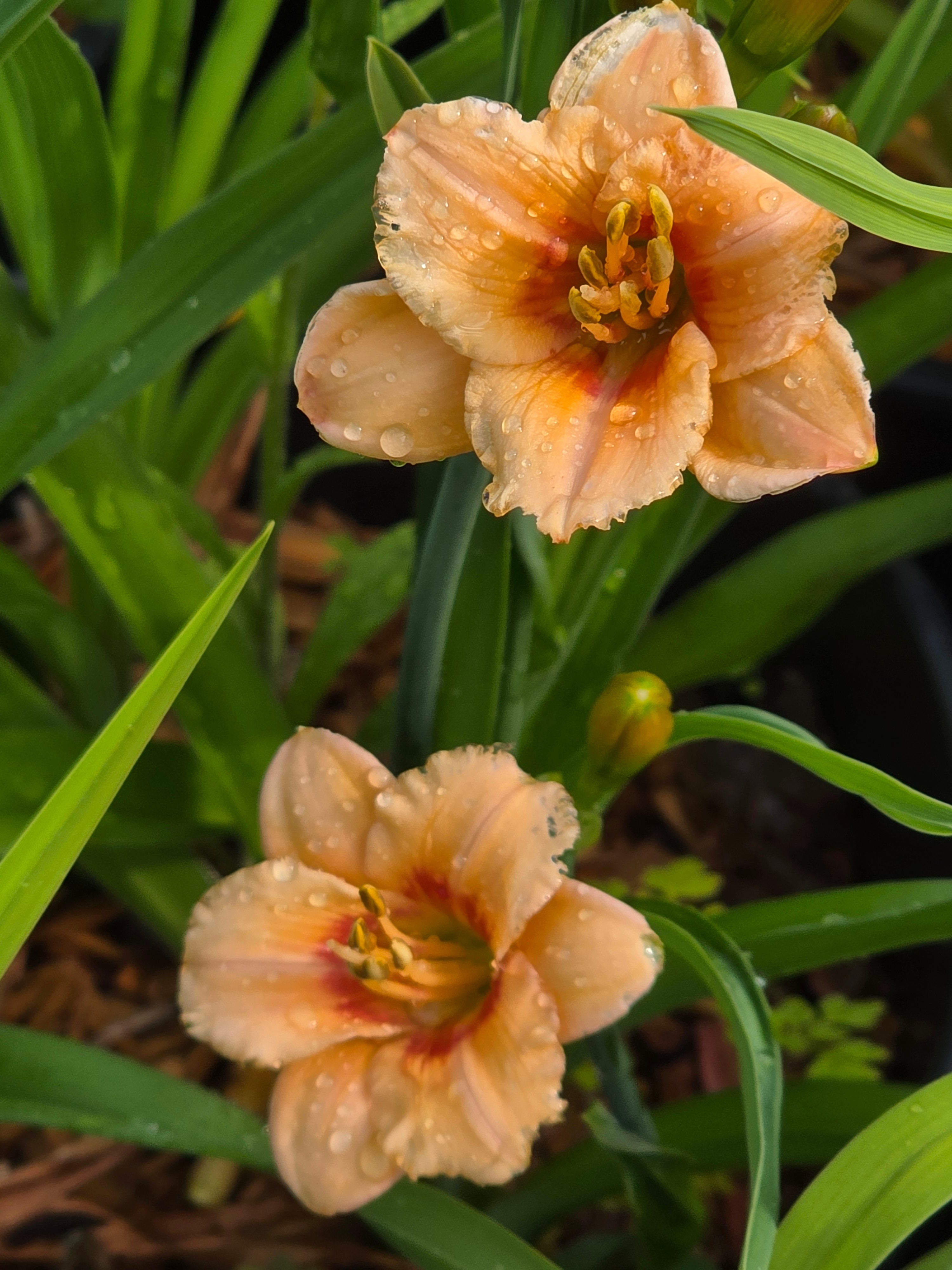 Hemerocallis 'You Angel You'