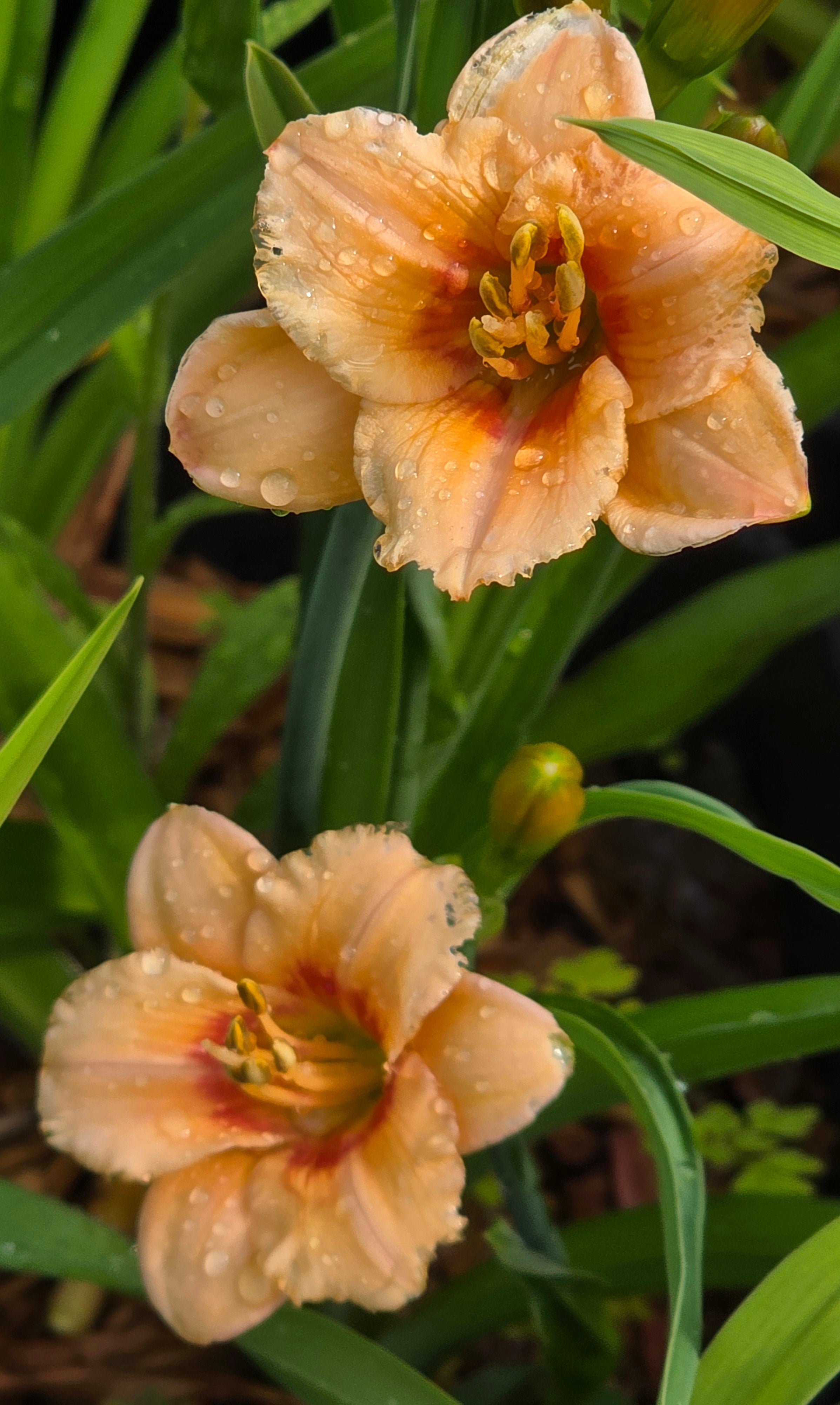 Hemerocallis 'You Angel You'