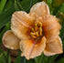 Hemerocallis 'You Angel You'