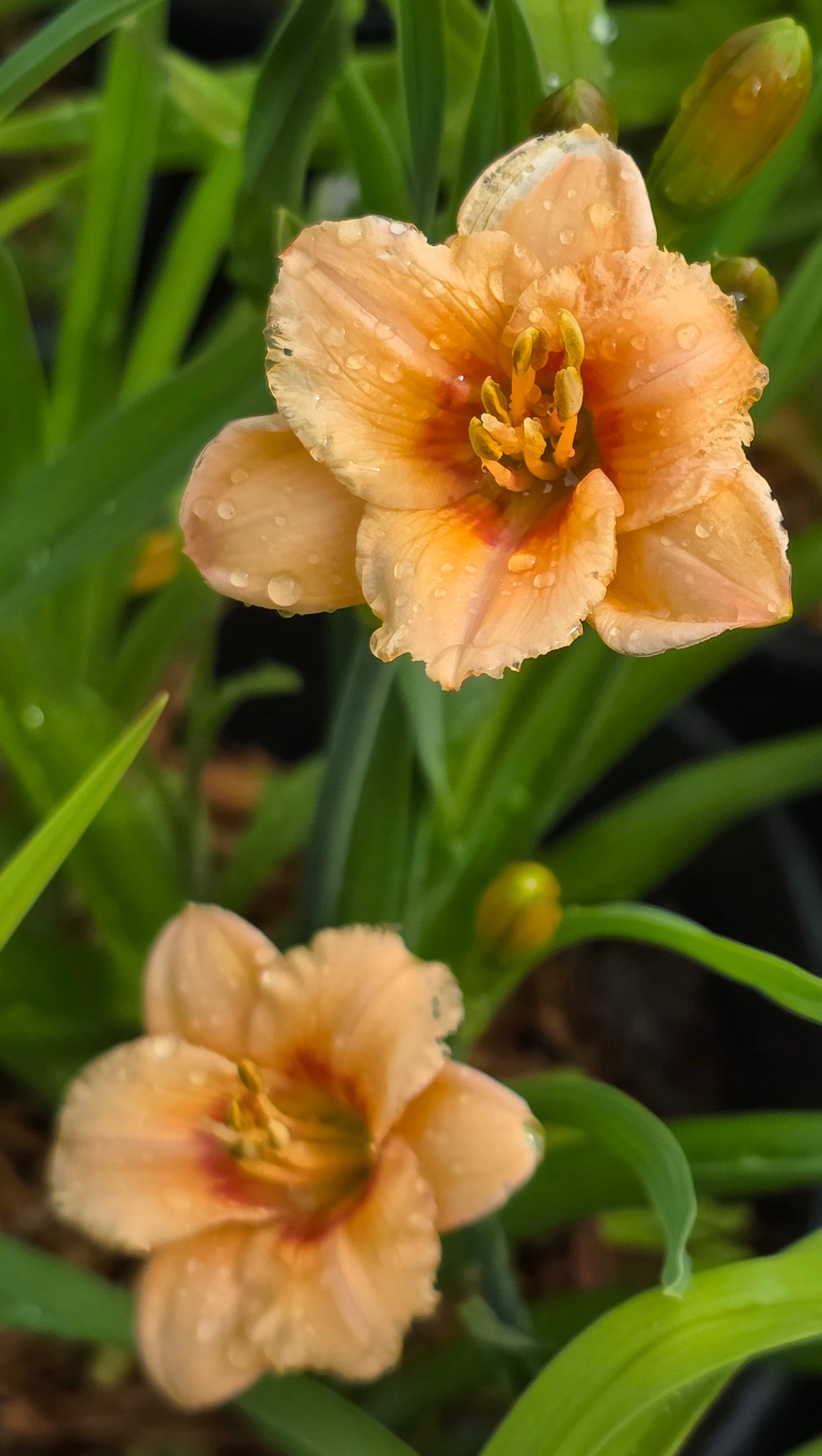 Hemerocallis 'You Angel You'