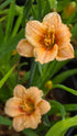 Hemerocallis 'You Angel You'