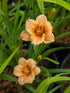 Hemerocallis 'You Angel You'