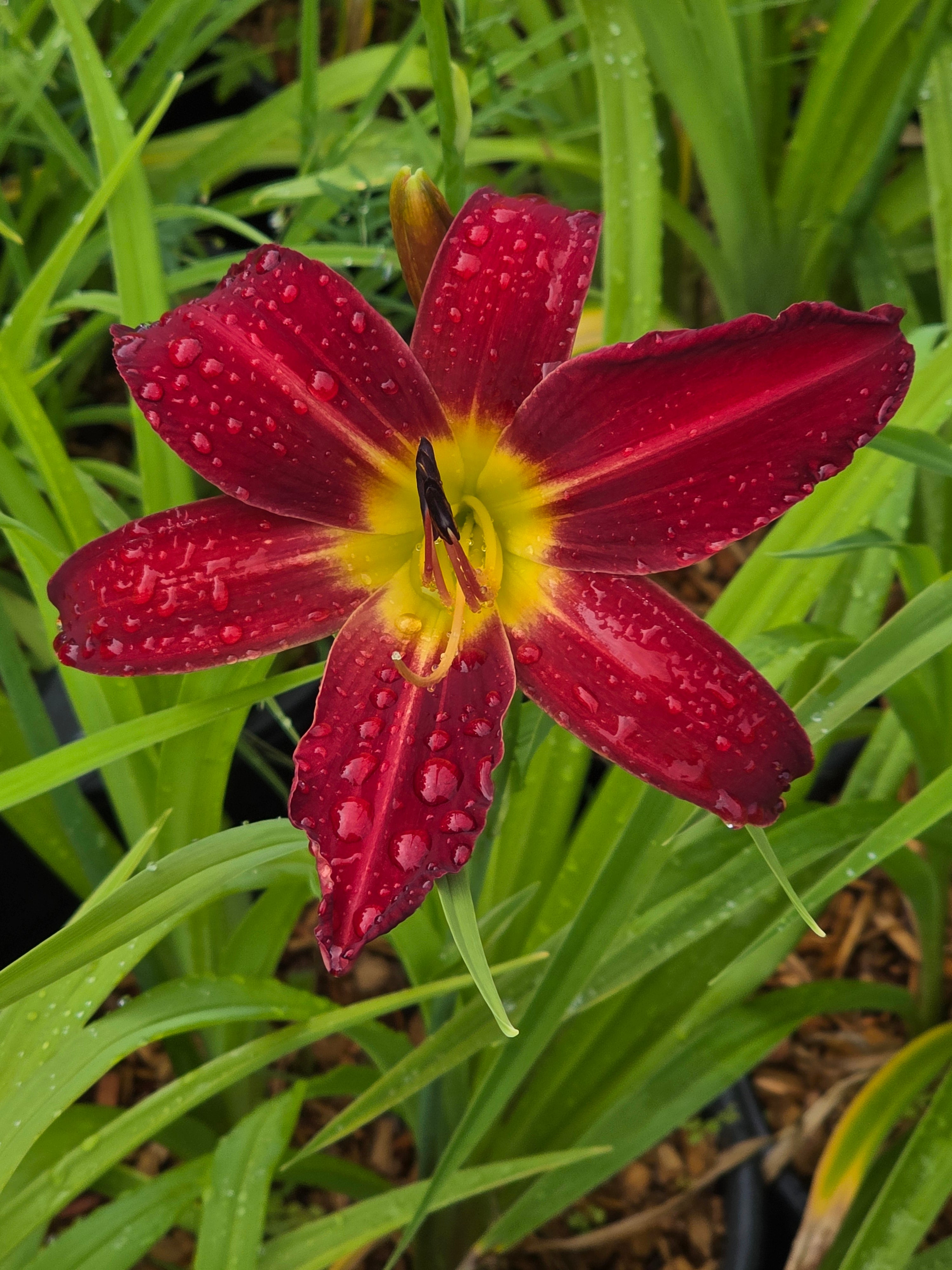 Hemerocallis 'Spiderman'