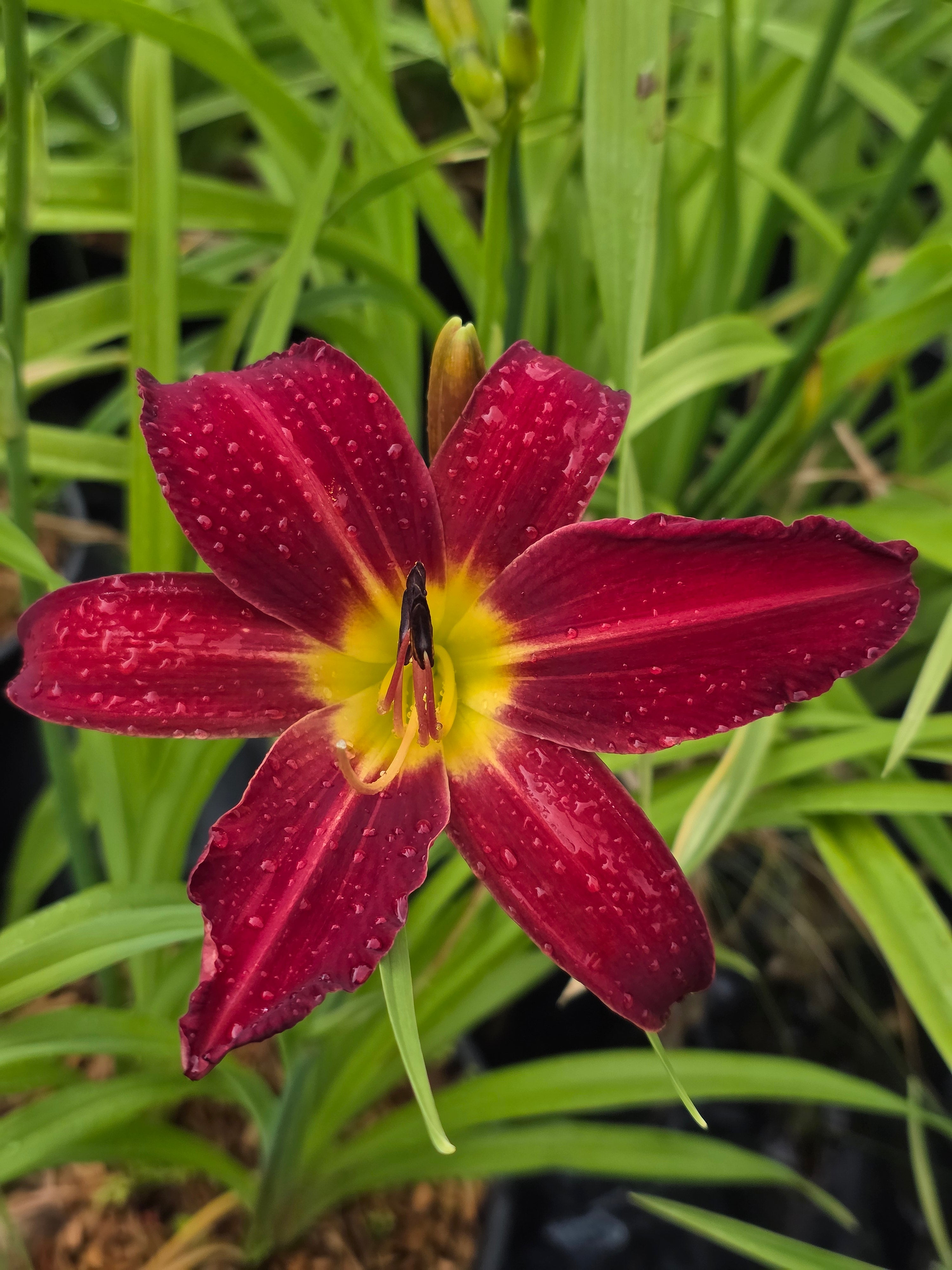 Hemerocallis 'Spiderman'