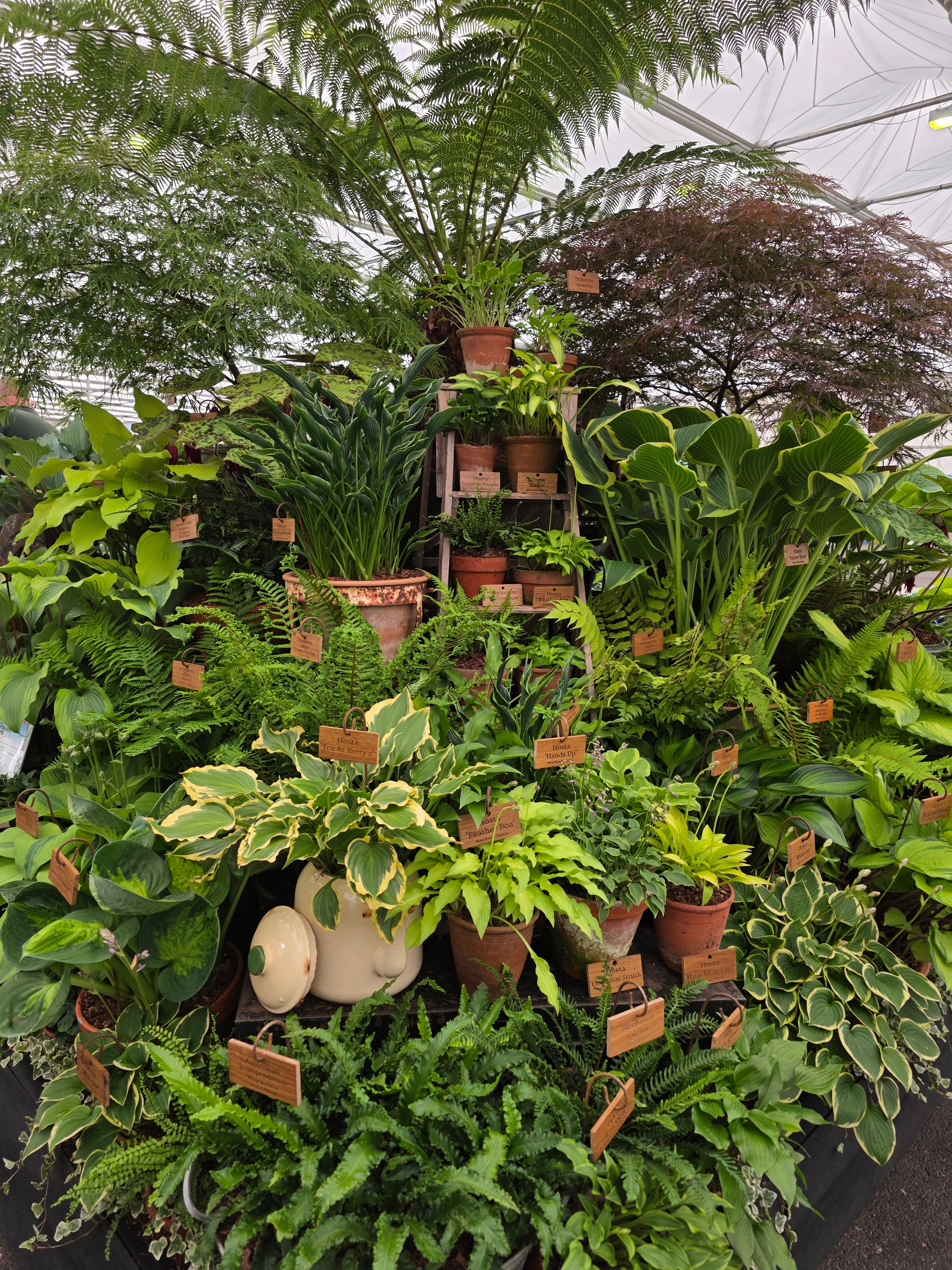 Hosta 'Tea at Betty's' - Bare Root