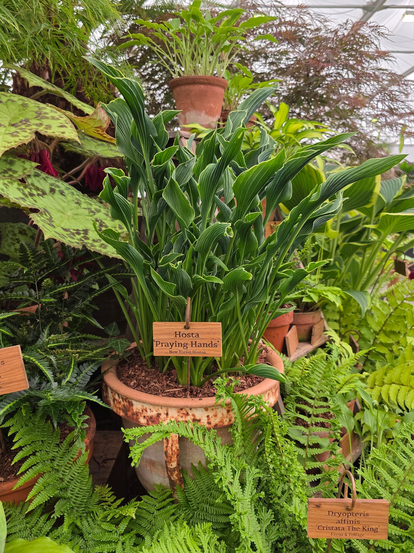 praying hands hosta plant Hosta Praying Hands For Sale – New Forest Hostas & Hemerocallis
