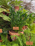 Hosta 'Praying Hands'