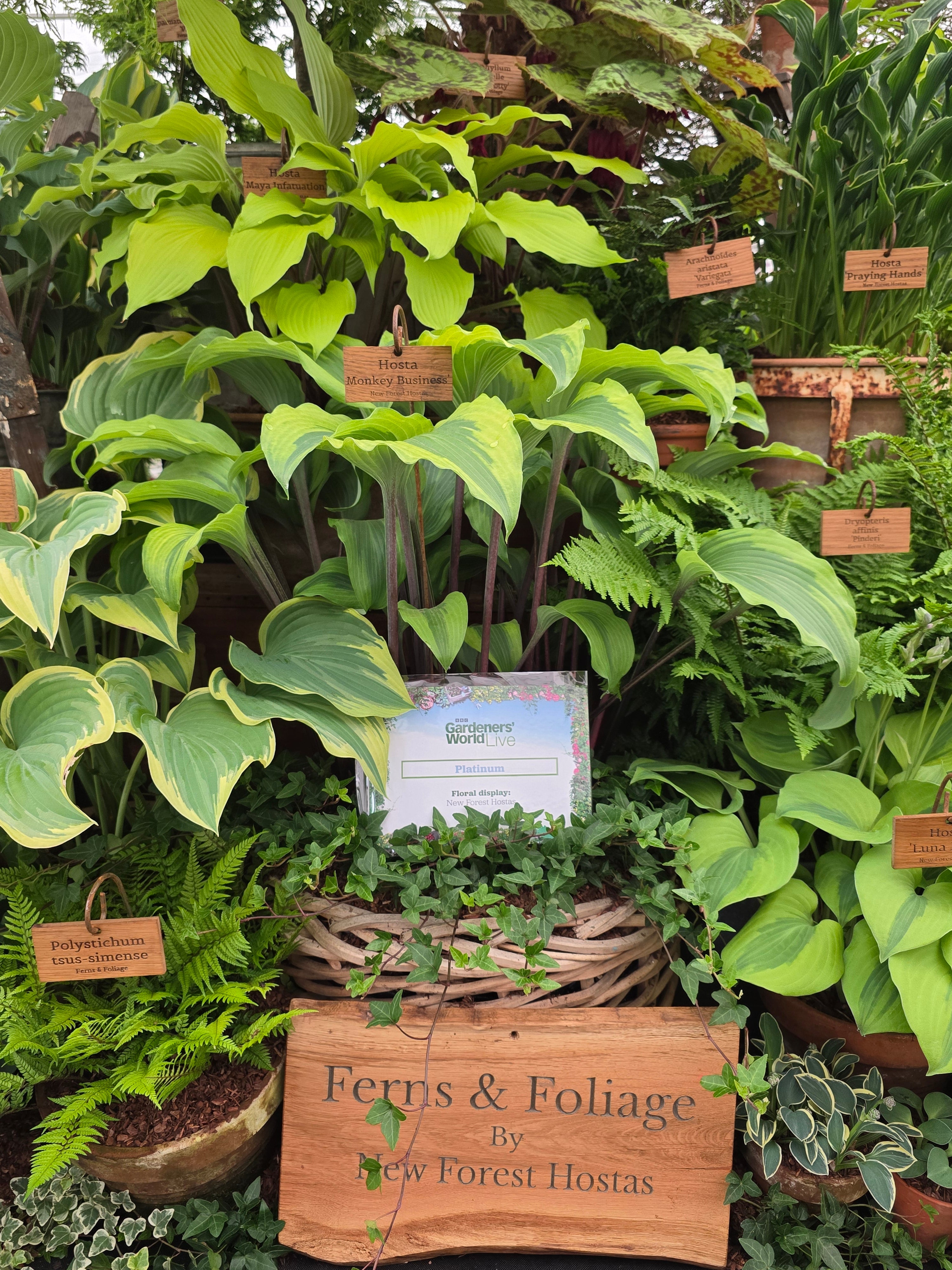 Hosta 'Monkey Business'