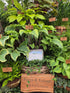 Hosta 'Monkey Business'