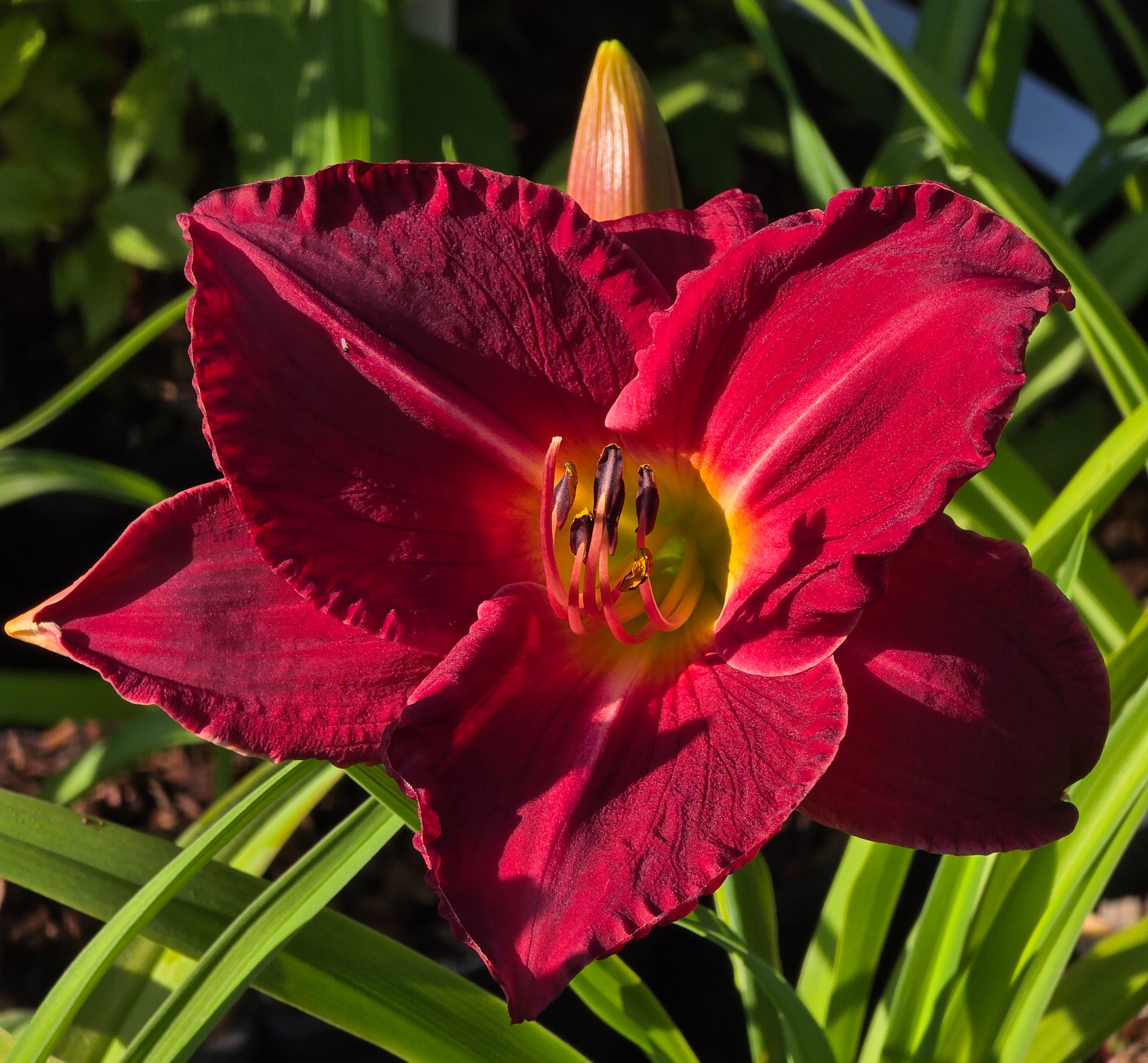 Hemerocallis 'Charles Johnston'