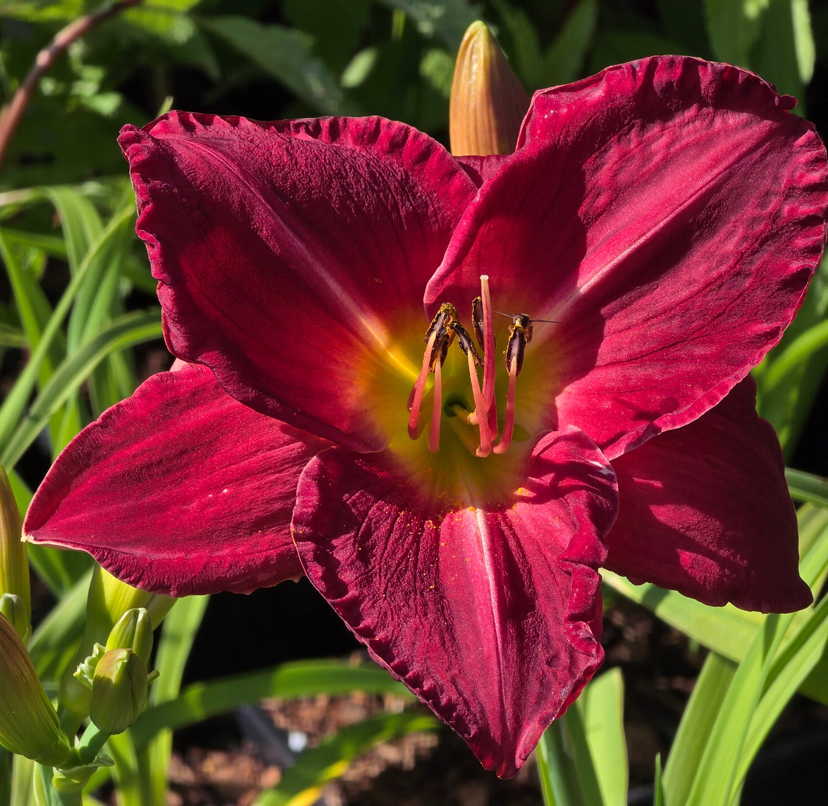 Hemerocallis 'Charles Johnston'
