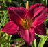 Hemerocallis 'Charles Johnston'