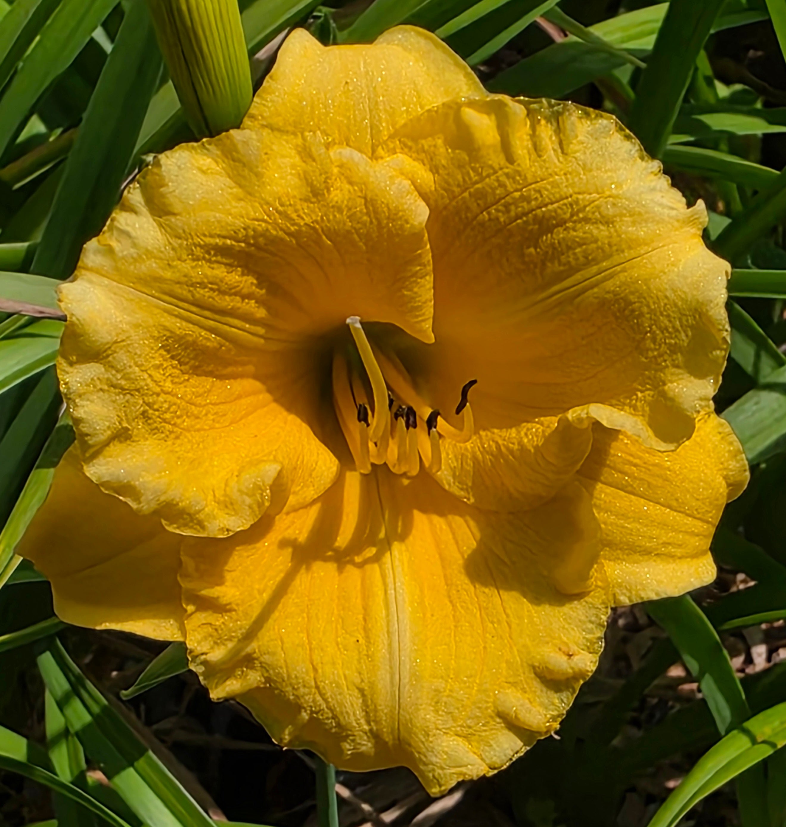 Hemerocallis 'Girl Scout'