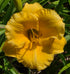 Hemerocallis 'Girl Scout'