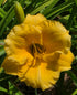 Hemerocallis 'Girl Scout'