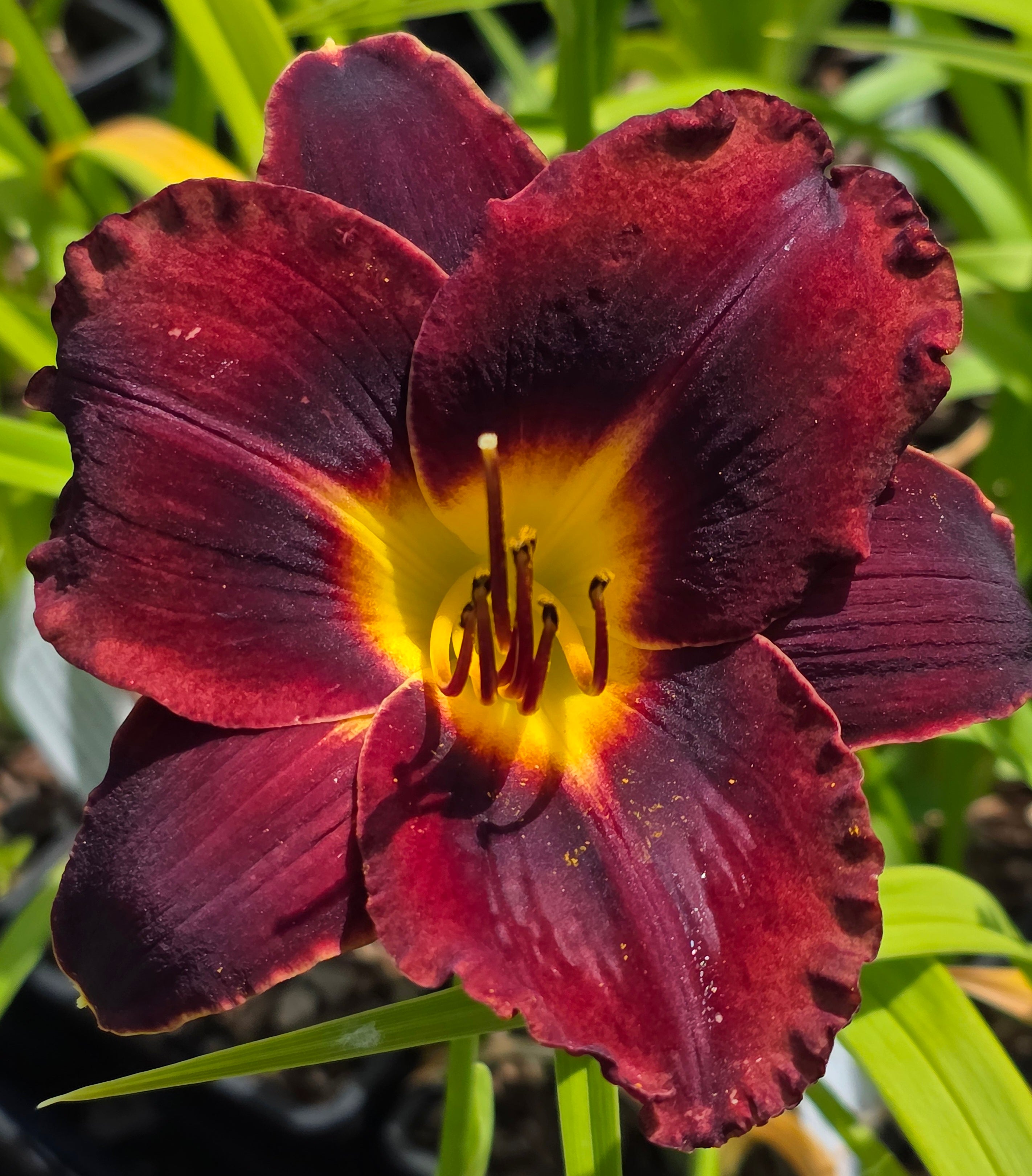Hemerocallis 'Dominic'
