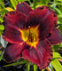 Hemerocallis 'Dominic'