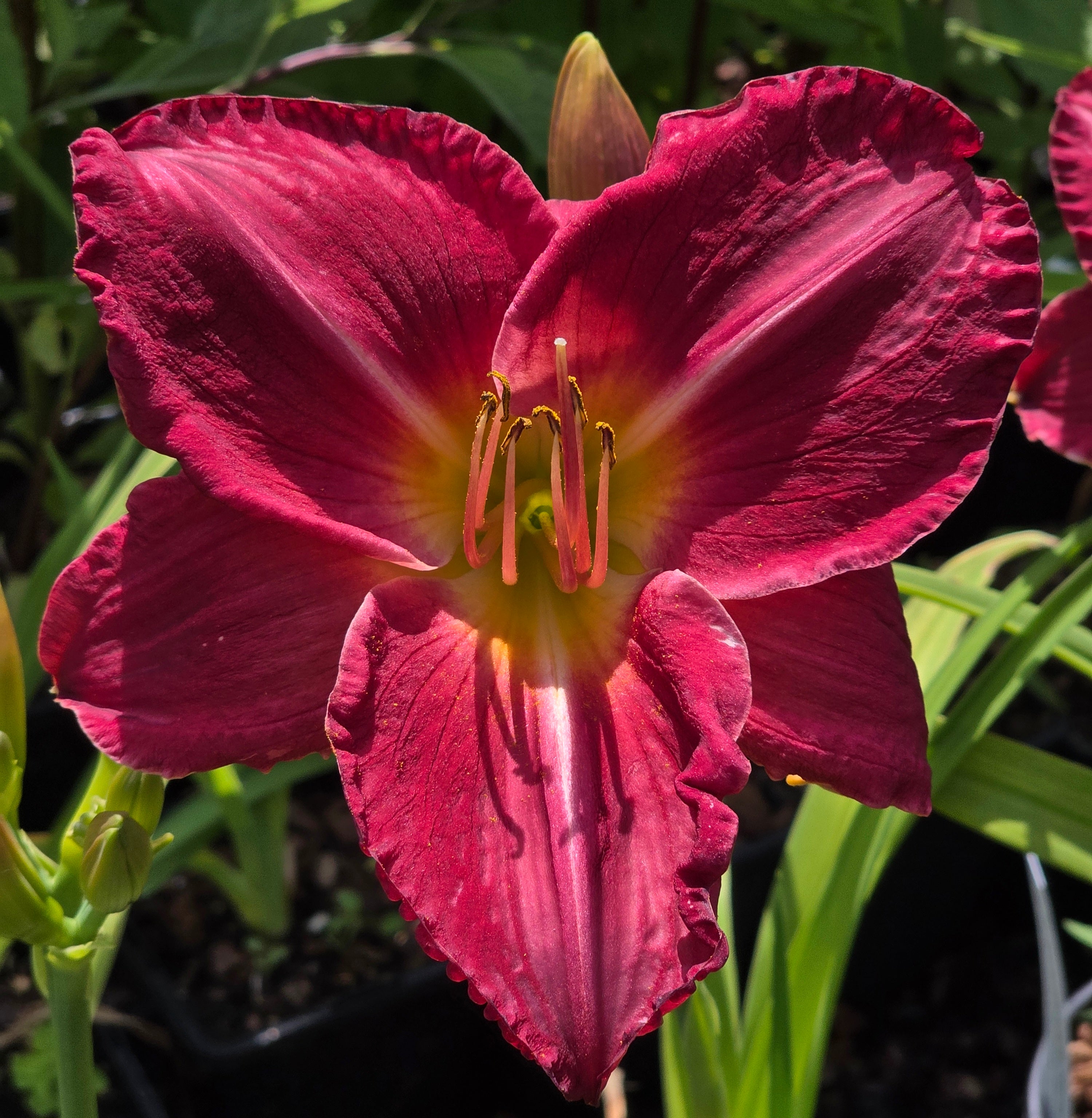 Hemerocallis 'Charles Johnston'