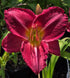 Hemerocallis 'Charles Johnston'