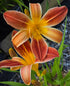 Hemerocallis 'Octopus Hugs'
