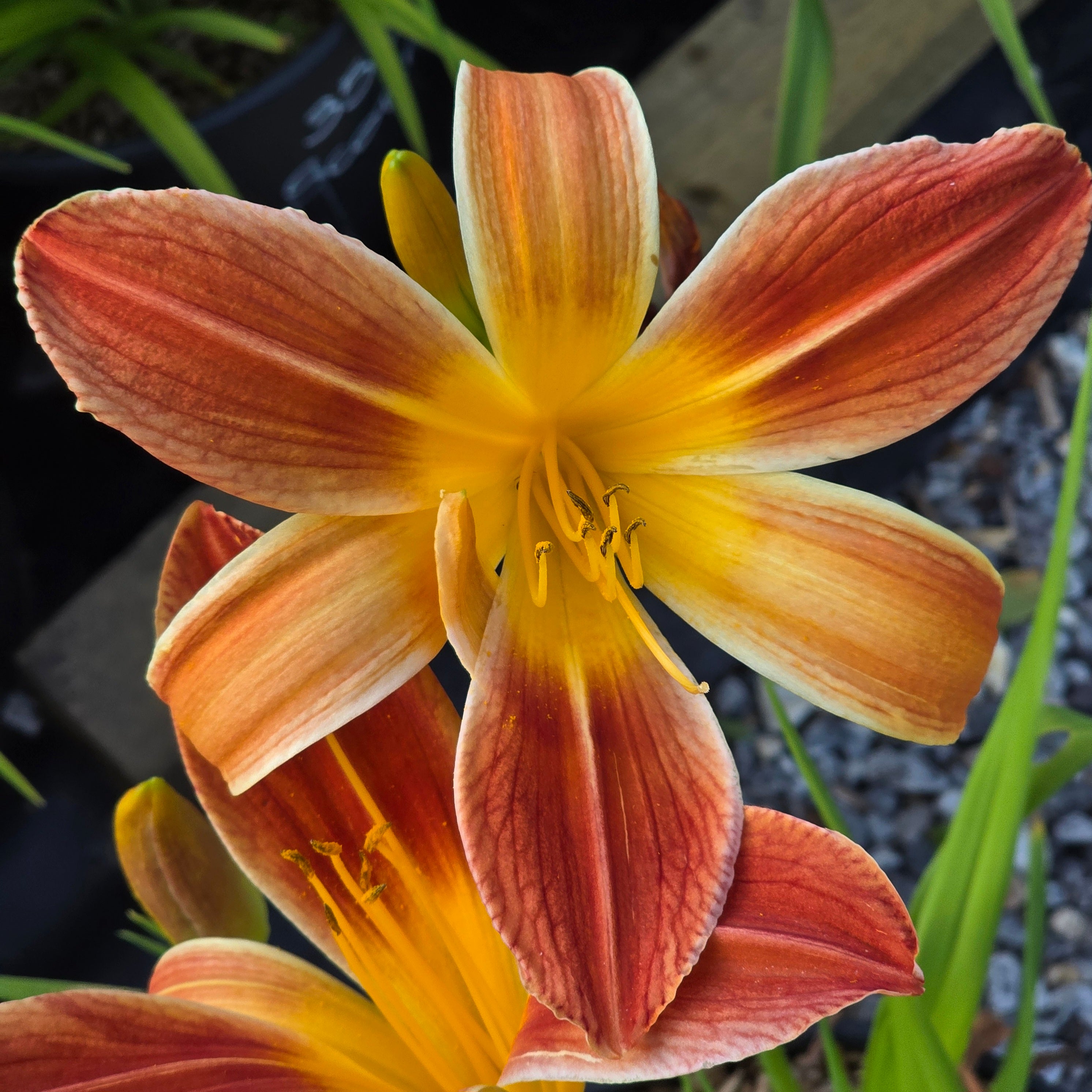 Hemerocallis 'Octopus Hugs'
