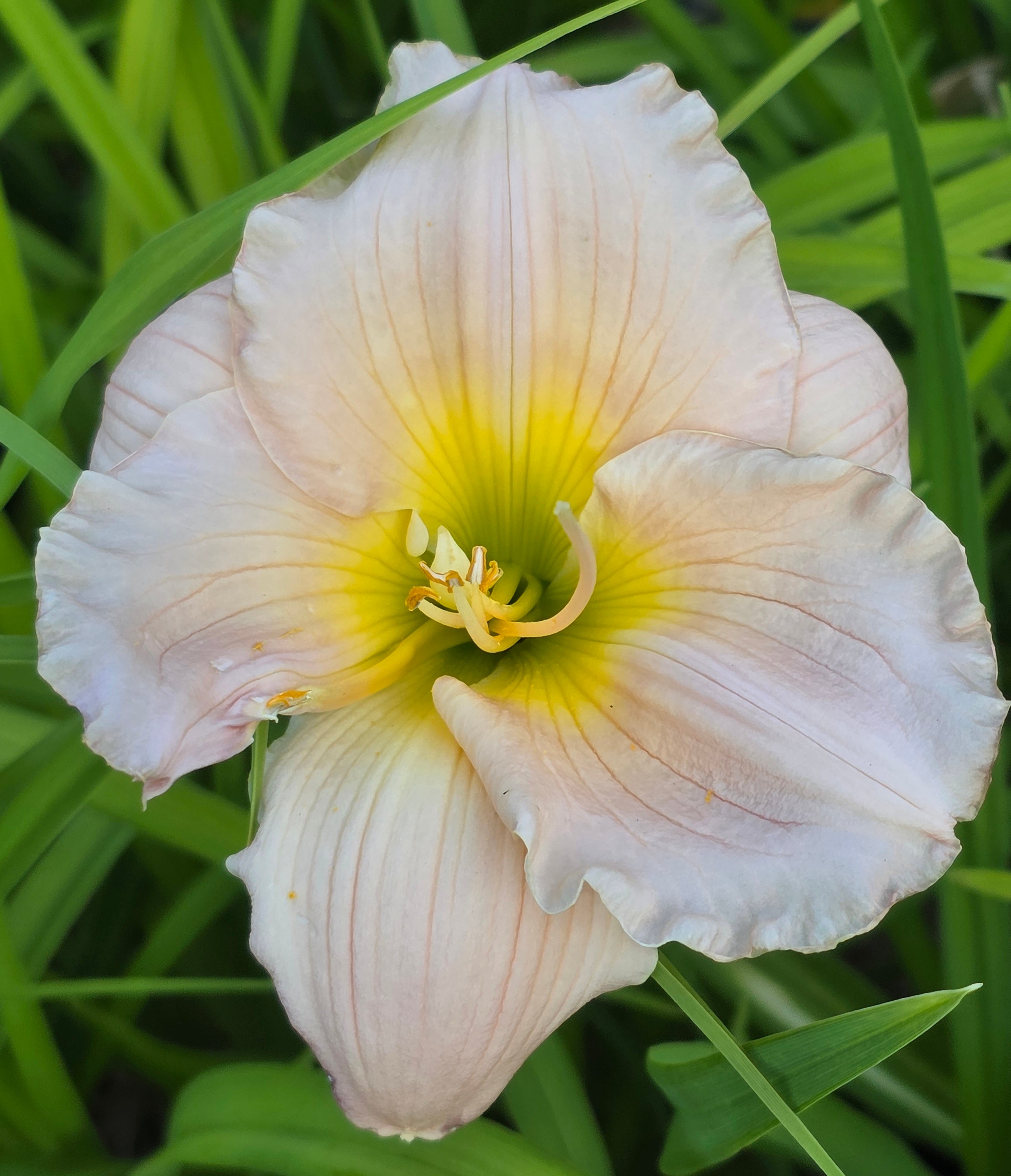 Hemerocallis 'Barbara Mitchell'