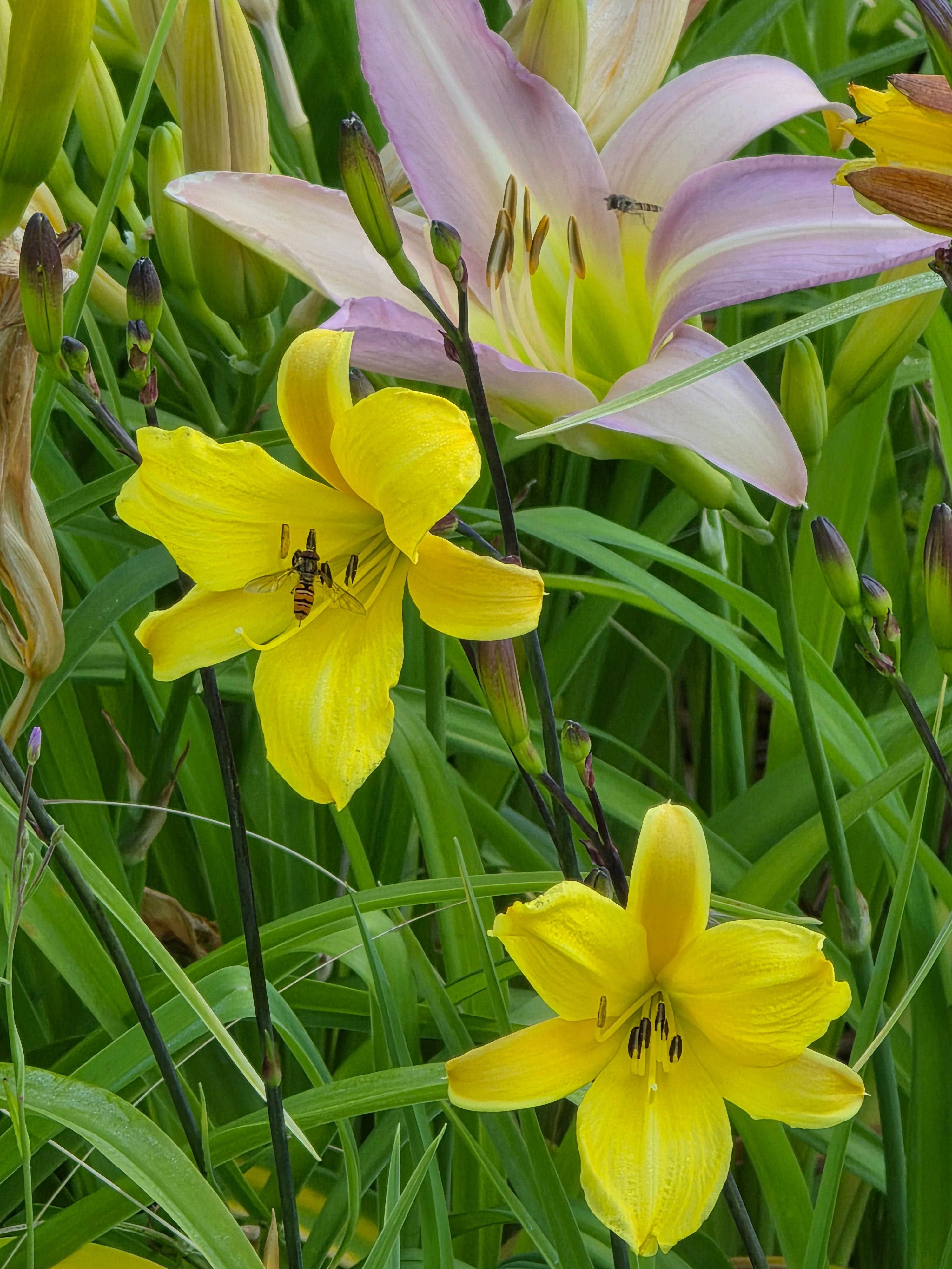 Hemerocallis 'Sir Blackstem'