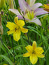Hemerocallis 'Sir Blackstem'