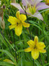 Hemerocallis 'Sir Blackstem'