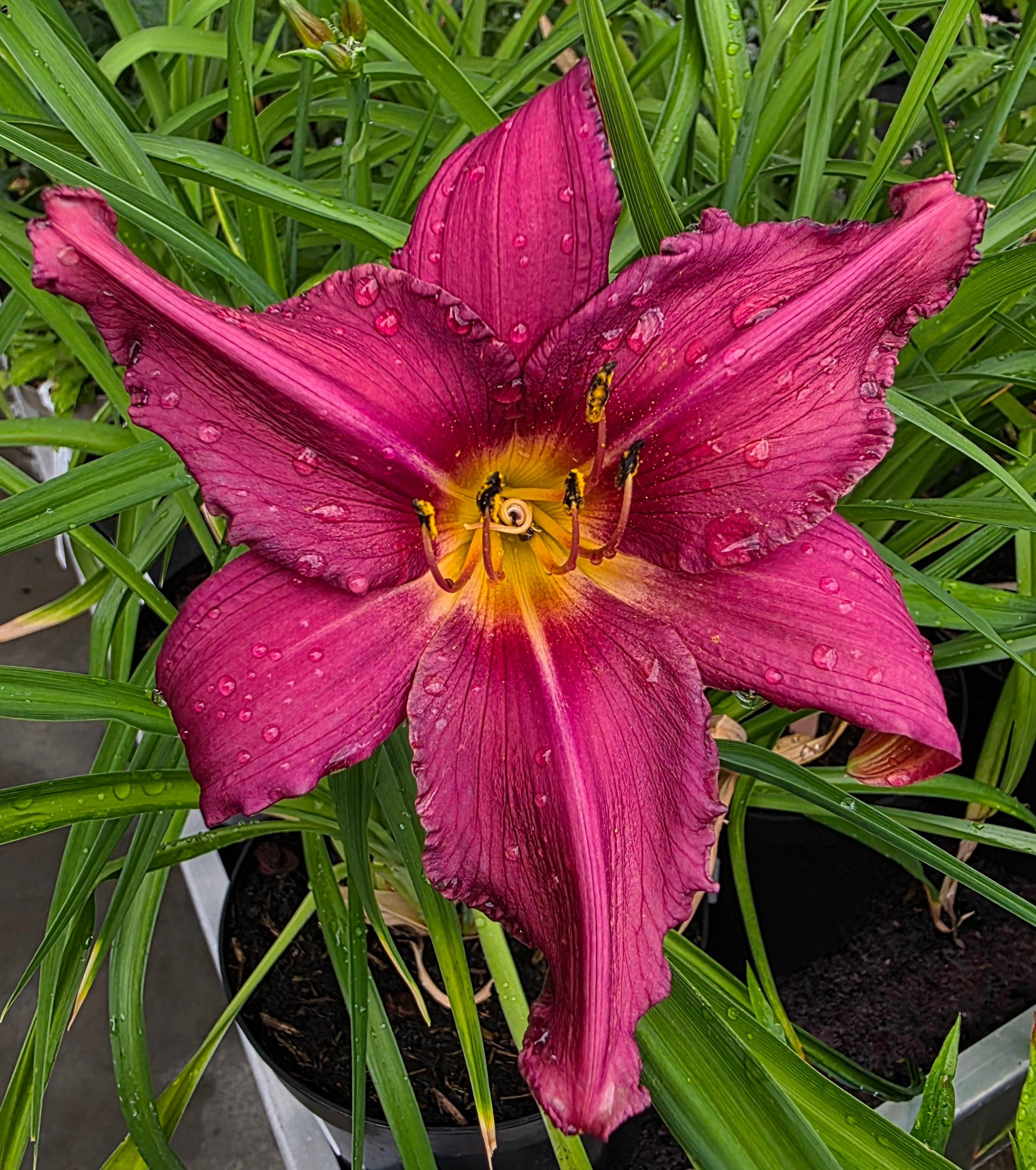 Hemerocallis 'Summer Wine'
