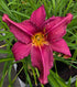 Hemerocallis 'Summer Wine'