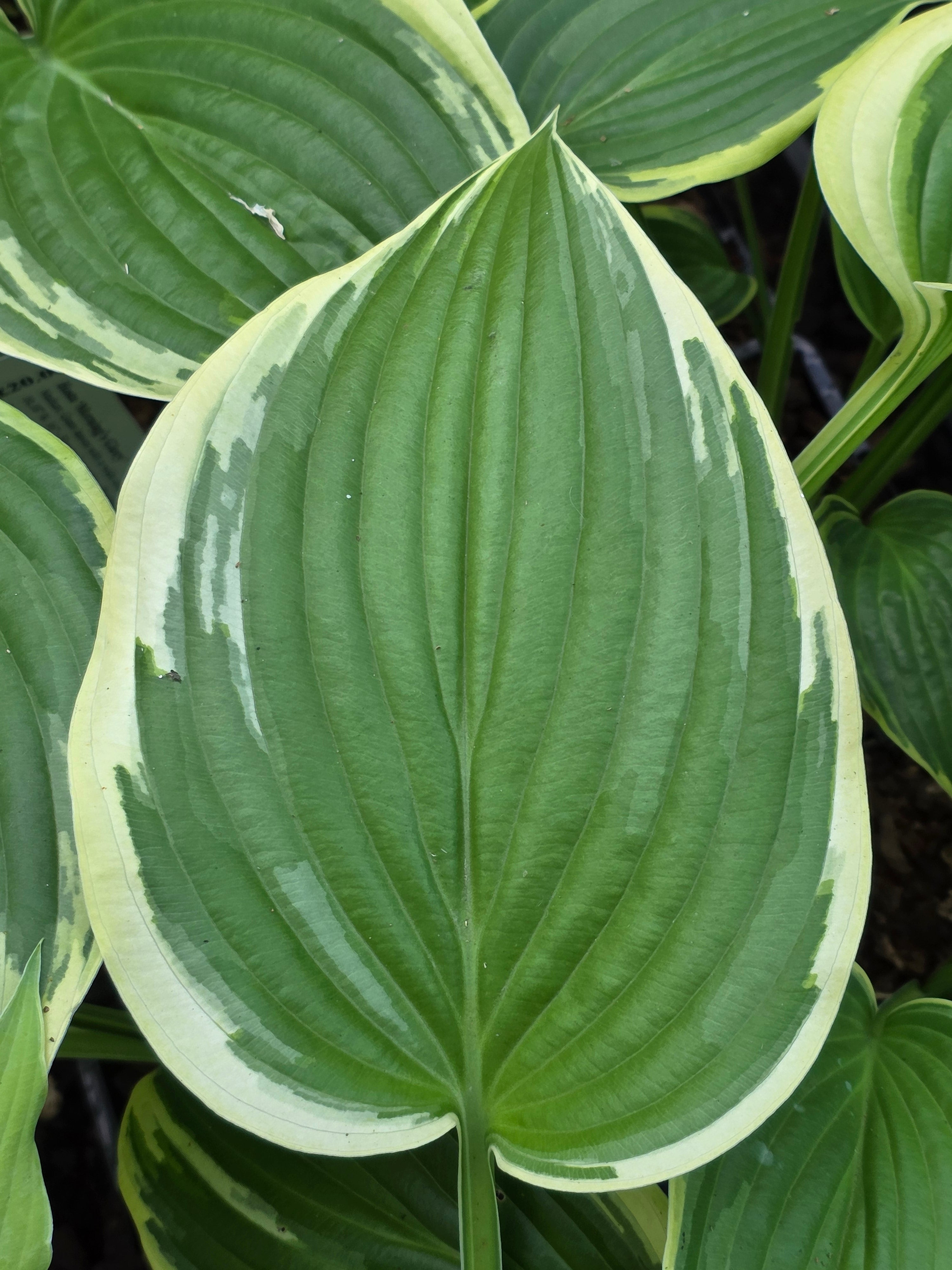 Hosta 'Morning's Glory'