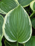 Hosta 'Morning's Glory'