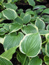 Hosta 'Morning's Glory'