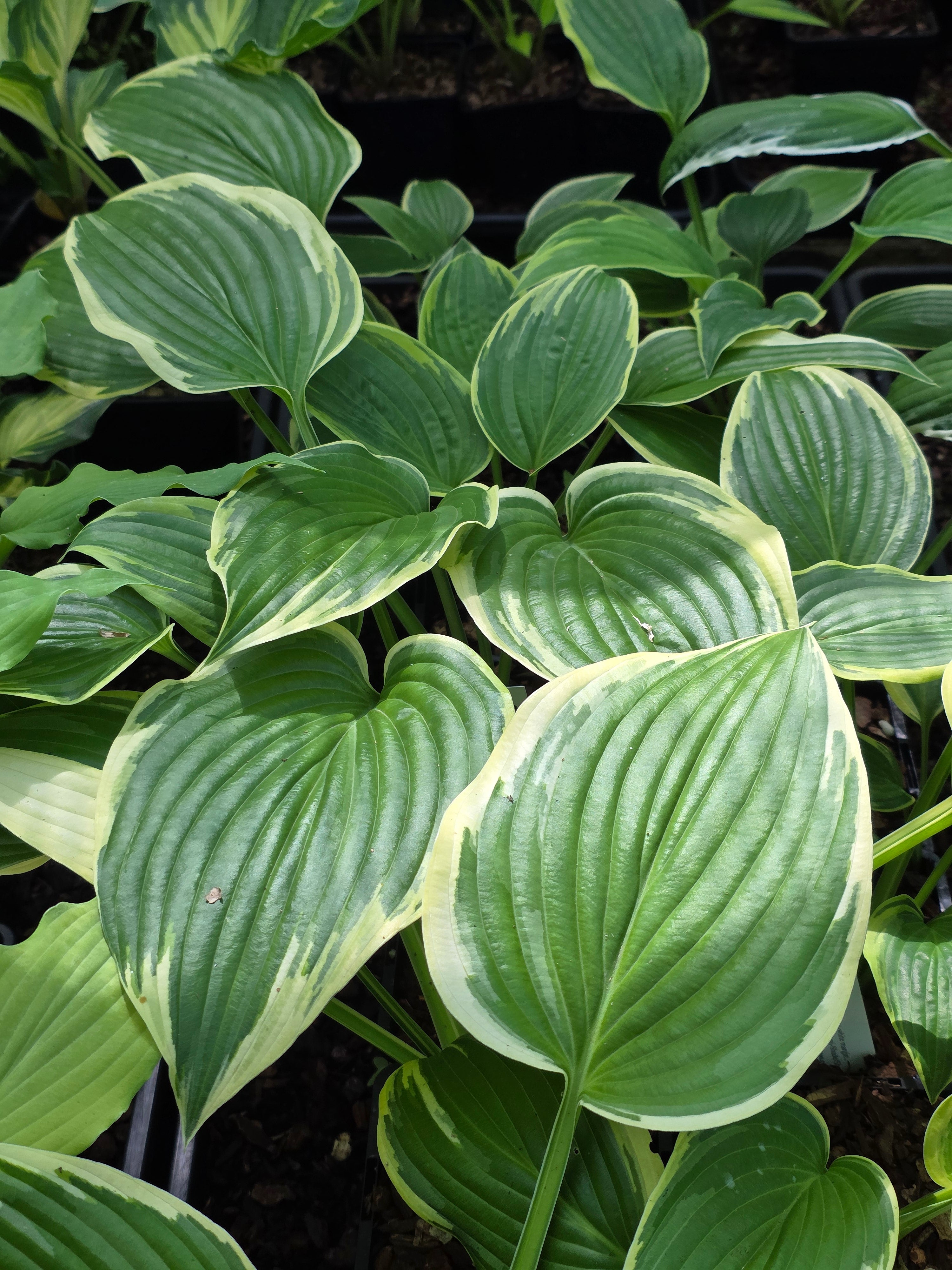Hosta 'Morning's Glory'