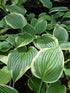 Hosta 'Morning's Glory'