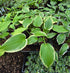 Hosta 'Morning's Glory'