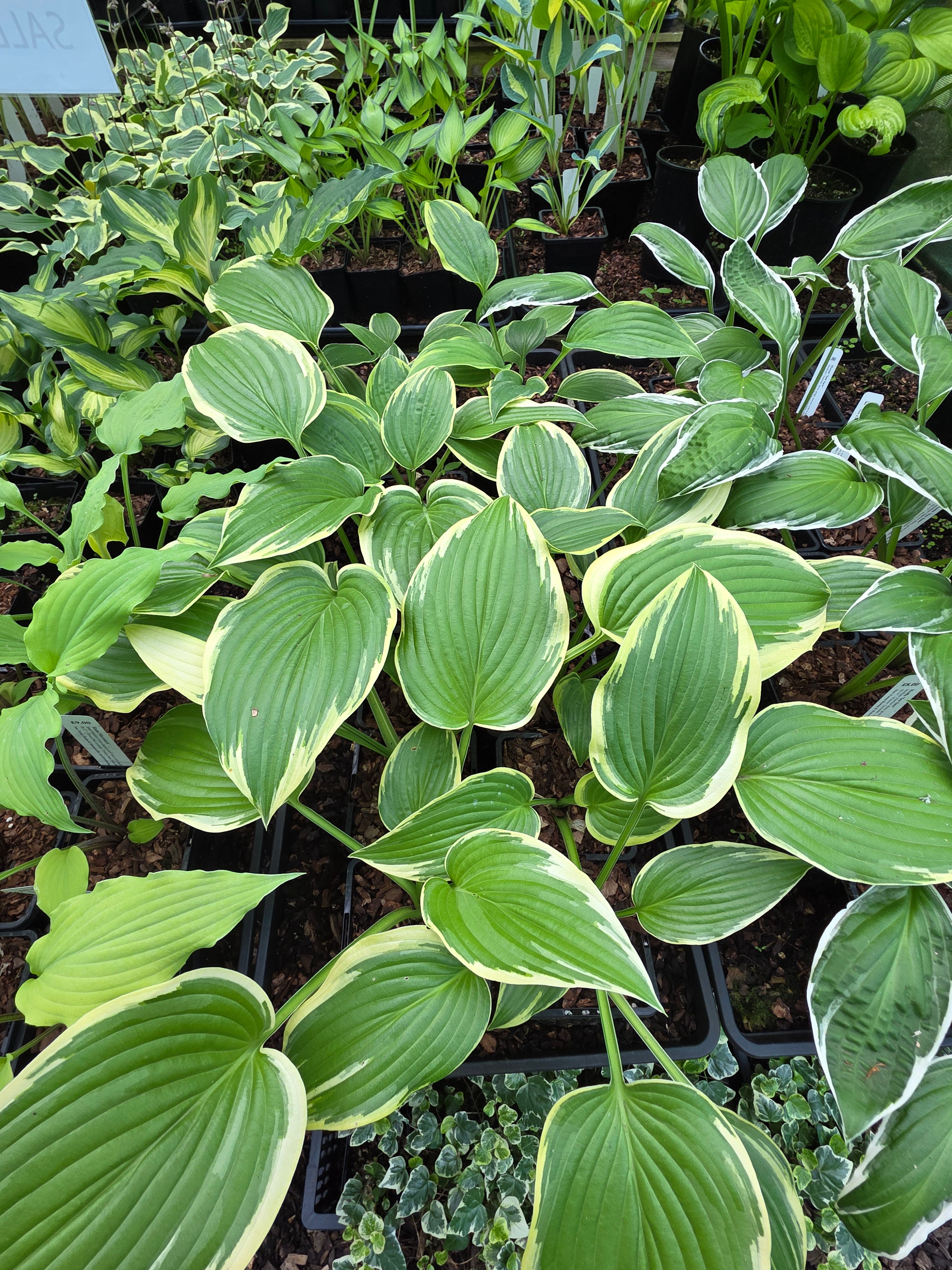 Hosta 'Morning's Glory'