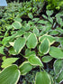 Hosta 'Morning's Glory'