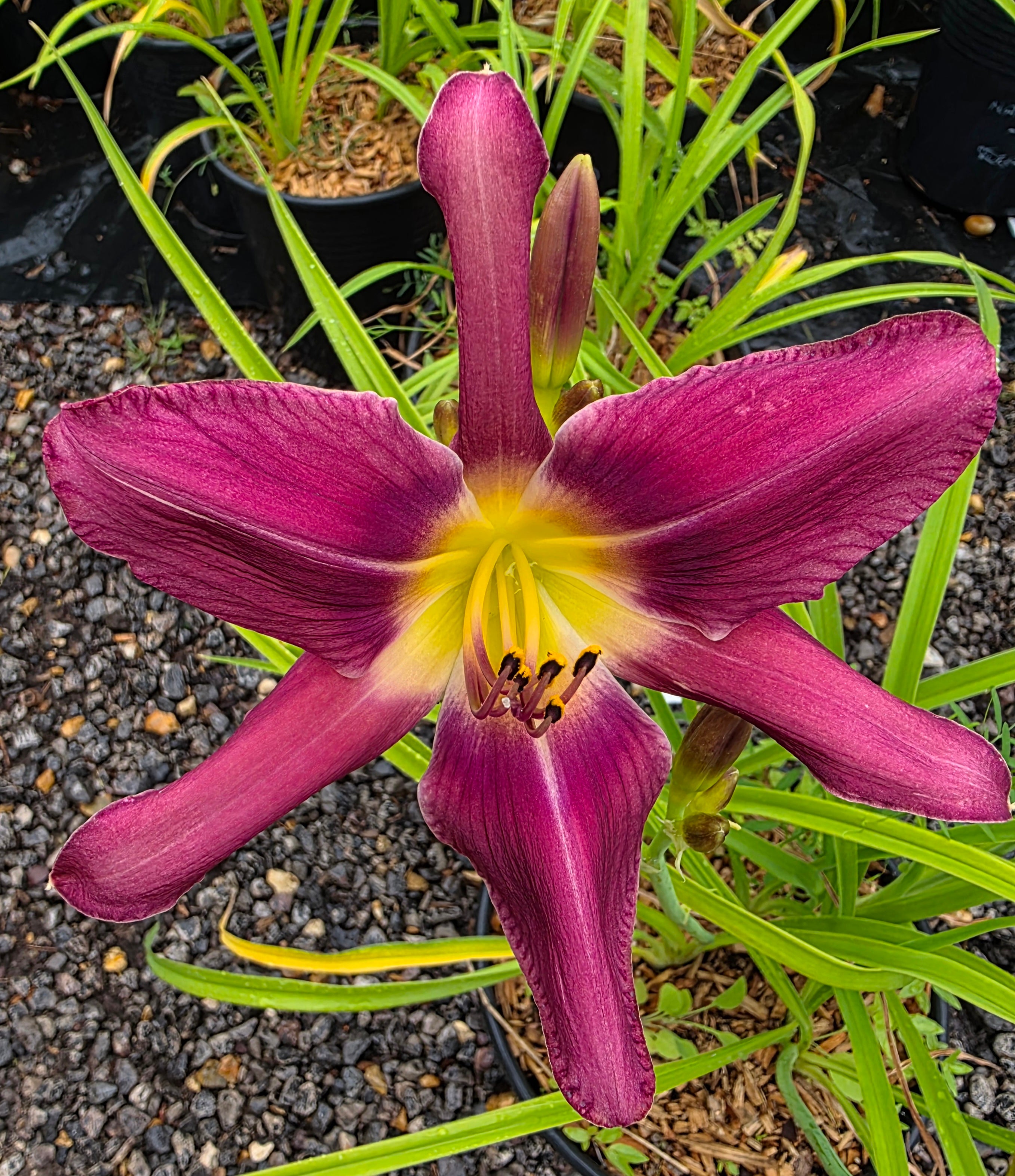 Hemerocallis 'Fuchsia Fashion'
