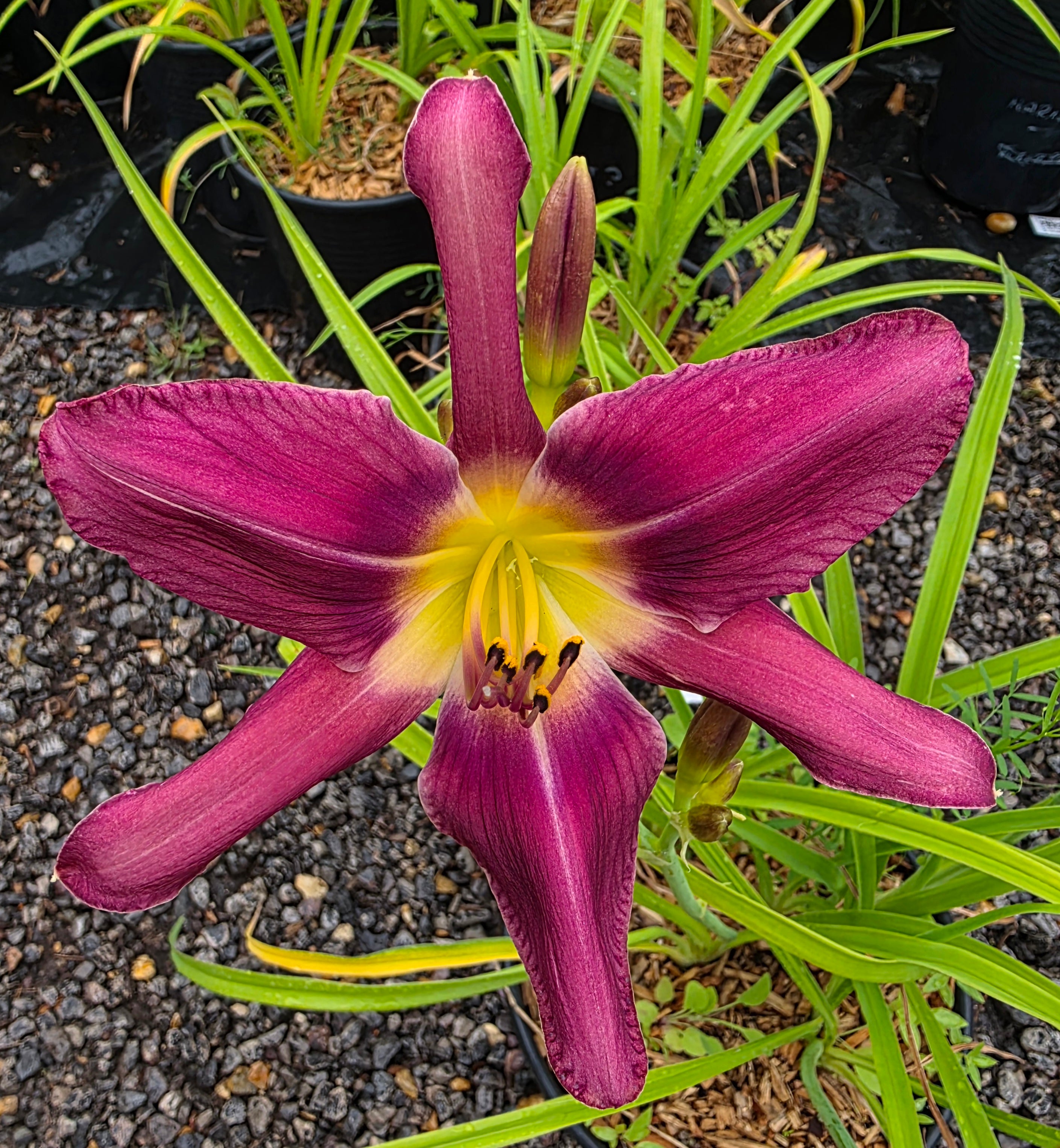 Hemerocallis 'Fuchsia Fashion'